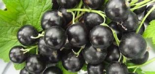 Beskrivning och egenskaper hos Ilyinka vinbärsorten, plantering och vård