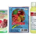Instruktioner för användning av fungiciden Strobi för behandling av druvor och väntetiden