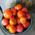 Šeimos pomidorų veislės charakteristikos ir aprašymas, derlius