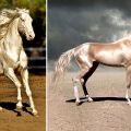 Charakteristiky koní Akhal-Teke a pravidlá údržby, koľko to stojí