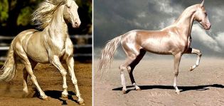 Карактеристике Акхал-Теке коња и правила одржавања, колико то кошта
