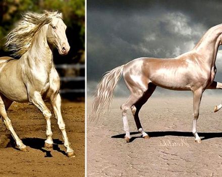 „Akhal-Teke“ arklių charakteristika ir priežiūros taisyklės, kiek tai kainuoja