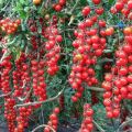 Charakteristiky a opis odrody sladkých paradajok, úrody a pestovania