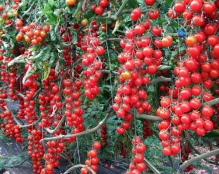 Saldo ķiršu tomātu šķirnes, ražas un audzēšanas raksturojums un apraksts