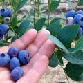Beskrivelse af forskellige høje blåbær Chandler, plantnings- og plejebestemmelser