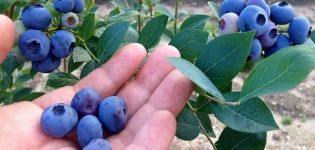 Beskrivelse af forskellige høje blåbær Chandler, plantnings- og plejebestemmelser
