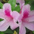Pravidlá pestovania a starostlivosti o rododendron doma