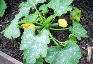 Kontrolforanstaltninger og behandling af pulveriseret meldug på zucchini: hvordan og hvad man skal behandle
