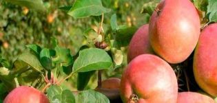 Предности и недостаци сорте јабуке Авенариус, карактеристике зимске постојаности и растућих региона