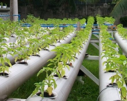 Growing tomatoes in hydroponics, choosing a solution and the best varieties