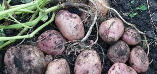 Popis odrůdy brambor Picasso, její vlastnosti a výnos