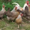 Descripción y características de la raza de pollo Legbar, reglas de cría y cuidado.