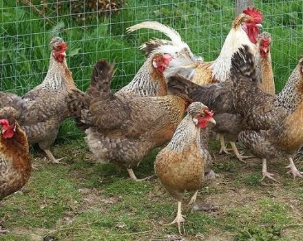 Περιγραφή και χαρακτηριστικά των κανόνων φυλής κοτόπουλου Legbar, αναπαραγωγής και φροντίδας
