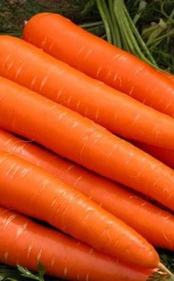 Übersicht über früh reifende Karottensorten: Kuroda, Shantane, Cordoba und andere