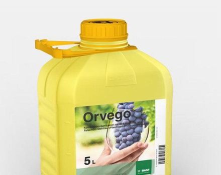 Instructies voor het gebruik van het fungicide Orvego, beschrijving van het product en analogen