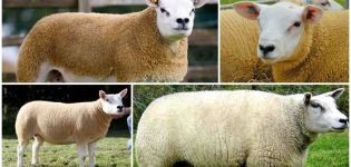 „Texel“ avių aprašymas ir savybės, laikymo sąlygos ir priežiūra