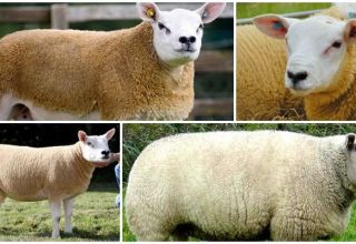 Texel aitu apraksts un raksturojums, turēšanas apstākļi un kopšana