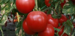 Beskrivning av tomatsorten Beauty f1, dess egenskaper och produktivitet