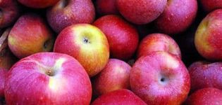 Beskrivning och egenskaper hos Macintosh-äpplen, plantering och skötselfunktioner