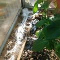 Hur man snabbt kan bli av med myror i ett växthus med gurkor, vad man ska göra?