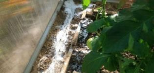 Hur man snabbt kan bli av med myror i ett växthus med gurkor, vad man ska göra?