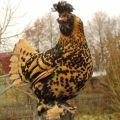 Pavlovsko viščiukų veislės savybės ir aprašymas, priežiūros ir priežiūros taisyklės