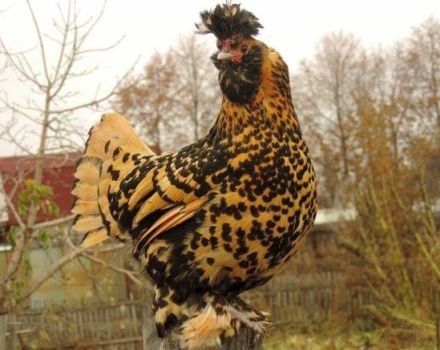 Đặc điểm và mô tả của giống gà Pavlovsk, quy tắc chăm sóc và bảo dưỡng