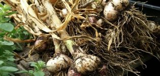Când în 2020 este mai bine să recoltezi usturoi în Urale și în zile nefavorabile, păstrare