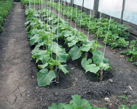 Ako správne zviazať uhorky v polykarbonátovom skleníku