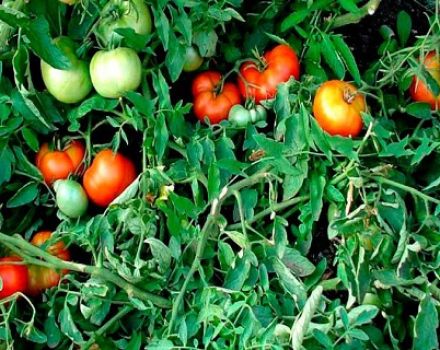 Beschrijving en kenmerken van de tomatenvariëteit Money Tree