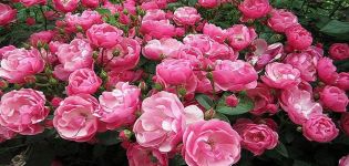 Muskuso rožių savybės ir populiariosios veislės, sodinimo ir priežiūros subtilybės