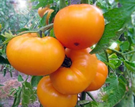 Pomidorų veislės geltonojo marmelado aprašymas, jo savybės ir produktyvumas