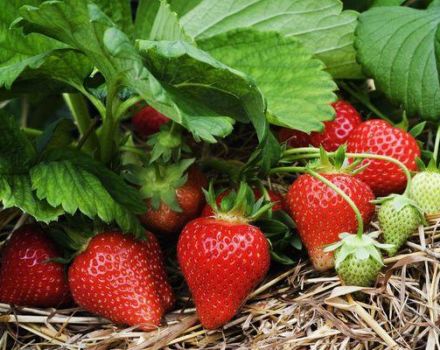 Beskrivning och egenskaper hos jordgubbsorten Lord, odling och reproduktion