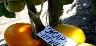 Pomidorų veislės „Firebird“ aprašymas, auginimo ypatybės ir derlius
