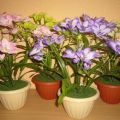 Planting and caring for freesia at home, how to grow from a bulb