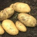 Bulvių veislės „Juvel“ aprašymas, jos savybės ir derlius