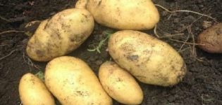 Paglalarawan ng iba't ibang patatas na Juvel, ang mga katangian at ani nito