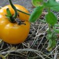 Pomidorų veislės Golden Bull aprašymas ir jo savybės