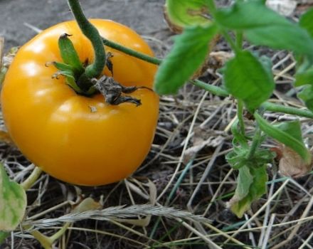 Pomidorų veislės Golden Bull aprašymas ir jo savybės