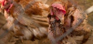 Symptome und Ursachen der Mykoplasmose bei Haushühnern, schnelle und wirksame Behandlung