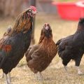 وصف وخصائص سلالة دجاج الأراوكان ، ميزات التربية