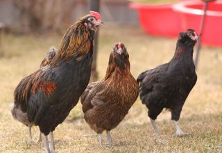 Description et caractéristiques de la race de poulets Araucana, caractéristiques d'élevage