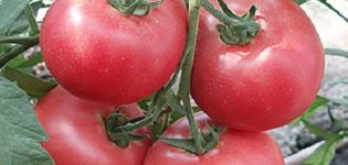 Betalux domates çeşidinin özellikleri ve açıklaması