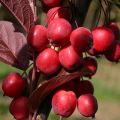 Beschrijving en kenmerken van ranetok-appelrassen, rijpingsdata en gewasverzorging