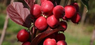 Beschrijving en kenmerken van ranetok-appelrassen, rijpingsdata en gewasverzorging