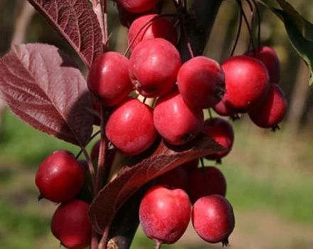 Descrizione e caratteristiche delle varietà di mele ranetok, date di maturazione e cura delle colture