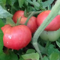Egenskaper och beskrivning av den rosa jätte- tomatsorten, dess utbyte