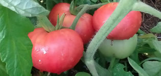 Kenmerken en beschrijving van de roze gigantische tomatenvariëteit, de opbrengst