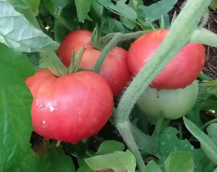 Egenskaper och beskrivning av den rosa jätte- tomatsorten, dess utbyte