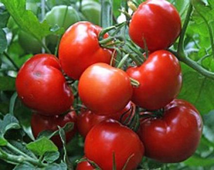 Beschrijving van de tomatensoort Vostok, kenmerken van teelt en verzorging